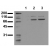 Phosphospecificity Whole cell extracts of control (1), EGF stimulated (2) or pervanadate treated (3) A 431 tumor cells were applied to SDS-PAGE (ca 20.000 cells per lane) and transferred to a PVDF membrane. The immunoblot was probed with mab STAT3-23G5 (0.5 µg/ ml) for 1h at RT and developed by ECL (exp. time: 0 sec).