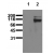 Activation of STAT5 A/B in MCF-7 cells Whole cell lysates of untreated (lane 1) and pervanadate-treated (lane 2) MCF-7 cells were applied to SDS-PAGE and transferred to a PVDF membrane. The immunoblot was probed with mab STAT5-5G4 at 0.5 µg/ml for 1h at 15-22°C and developed by ECL (exposure time: 5 sec).