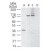 Western blot analysis of TLR10 in A) human intestine, B) mouse intestine, C) rat intestine and D) rat intestine with blocking peptides, using SP7385P at 5 µg/ml.