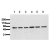 Figure 1. Detection of endogenous PKB Whole cell lysates of serum starved tumor cells (20.000 cells per lane) were applied to SDS-PAGE and transferred to a PVDF membrane. The immunoblot was probed with mab PKB-5C10 (0.5 µg/ ml) for 1h at RT and developed by ECL (exp. time: 3 min). lane 1: SW480; lane 2: SW620; lane 3: HT29; lane 4: MCF-7; lane 5: MDA-MB 231; lane 6: T47D