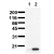 Detection of activated p53 Recombinant C-terminal fragment of p53 was incubated with Casein Kinase II in the  absence (1) or presence (2) of ATP. Proteins were separarted by SDS-PAGE and transferred to a PVDF membrane. The immunoblot was probed with Monoclonal p53 antibody (clone 9F4) (0.5 µg/ ml) for 1h at RT and developed by ECL (exp. time: 30 sec).