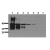 Antibody sensitivity Recombinant GST-PIN1 was separated by SDS-PAGE and transferred to PVDF membranes. Immunoblots were probed with mab 4H3 (0.5 µg/ ml) for 1h at RT and developed by ECL (exp. time: 30 sec). lane 1: 100ng, lane 2: 50ng, lane 3: 25ng, lane 4: 10ng, lane 5: 5ng, lane 6: 2ng, lane 7: 1ng