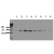 HSP 27 activation Serum starved HepG2 cells were incubated with 10 ng/ml EGF for the indicated times. Whole cell lysates were prepared with lysis buffer V19 and separated by SDS-PAGE (ca 20.000 cells/lane). Immunoblots were probed with mab hsp27-5B9 (0.5 µg/ ml) for 1h at RT and developed by ECL (exp. time: 30 sec). 
Lane 1: Control 
Lane 2: 5 min EGF 
Lane 3: 15 min EGF 
Lane 4: 30 min EGF 
Lane 5: 1h  EGF
Lane 6; 2h EGF 
Lane 7: 4h EGF
Lane 8: 8h EGF