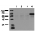 Phosphospecificity Whole cell extracts of control (co) or Insulin, IGF1, Pervanadate stimulated MDA-MB-231 tumor cells were applied to SDS-PAGE (ca 20.000 cells per lane) and transferred to PVDF membranes. Immunoblots were probed with Monoclonal InsR antibody 21G12 (0.5 µg/ ml) for 1h at RT and developed by ECL (exp. time: 30 sec). 
Lane 1: untreated 
Lane 2: Insulin-treated 
Lane 3: IGF1-treated
Lane 4: Pervanadate-treated