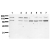 Detection of endogenous InsR Whole cell extracts of serum starved tumor cells (20.000 cells per lane) were applied to SDS-PAGE and transferred to a PVDF membrane. The immunoblot was probed with mab InsR-9H4 (0.5 µg/ ml) for 1h at RT and developed by ECL (exp. time: 3 min). 
Lane 1: A431 
Lane 2: SW480 
Lane 3: SW620 
Lane 4: HT29 
Lane 5: MCF-7 
Lane 6: MDA-MB231 
Lane 7: T47D