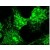 Figure 1. Immunolocalization of COPI alpha in HeLa cells using SP5145P.