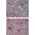 Immunohistochemical analysis of TLR8 in paraffin-Embedded Formalin-Fixed Human brain tissue using an Isotype Control (Top) and SM7104P (Bottom) at 5 µg/ml.