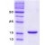 Recombinant human Alpha-Synuclein: 14% SDS-PAGE (3 µg)