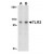 Western blot analysis of TLR3 in Daudi cell lysate with TLR3 antibody at (A) 1 and (B) 2 µg/ml
