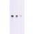Proteins from cell extracts of human Jurkat cells (lane 1), mouse 3T3-L1 cells (lane 2), and rat PC-12 cells (lane 3) were resolved by SDS-PAGE and transferred to PVDF. The membranes were incubated with this AKT monoclonal antibody (clone 9Q7) at a concentration of 1 μg/mL for two hours at room temperature. After washing, the membranes were incubated with a goat F(ab’)2 anti-mouse IgG alkaline phosphatase conjugated antibody at a 1:2000 dilution. Bands were detected with CDP-substrate using the WesternStarTM method (Tropix)
