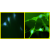 Immunofluorescence Staining Serum starved NIH3T3 cells left untreated (left) or treated with PDGF (right) were fixed prior to immunostaining with the Akt pSer473 Rabbit monoclonal antibody Cat.-No AM05369PU-N. The signal was detected with an anti-Rabbit FITC conjugated secondary antibody. The data show that the antibody detected phosphorylated Akt in PDGFtreated NIH3T3 cells. Cells were counterstained with DAPI.
