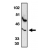 Western blot analysis using anti-CCR5 (NT) antibody at 0.5 µg/ml on THP-1 whole cell lysates.