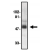 Western blot analysis using anti-CCR8 (EL) antibody at 1 µg/ml on human spleen tissue lysates