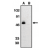 Western blot analysis using CX3CR1 (EL) antibody at 1 µg/ml on THP-1 cell lysate in the absence (A) and presence (B) of specific blocking peptide.