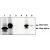 Immunoprecipitation of in vitro translated Bax-alpha (1) and Bax-beta (2) using Bax antibody, cln 6A7, Bax-alpha native (3) and denatured protein (4) using Bax-beta antibody, and Bax-beta native (5) and denatured (6) protein using Bax-beta antibody.