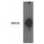 Western blot analysis using autotaxin antibody on human brain lysate.