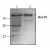 AP00035PU-N
Western blot analysis of Hsc70
expression in Jurkat cell lysate (Lane 1) and mouse small intestine tissue lysate (Lane 2).
