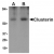 Western blot analysis of Clusterin in human brain tissue lysate with Clusterin body at (A) 0.5 and (B) 1 µg/ml.
