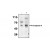 Figure 1. Western blot analysis using caspase-6 antibody (AM05283PU-N) on MCF-7 cells negative (-) and positive (+) for caspase-3 after treatment for 48 hours with thapsigargin.