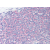 Spleen: Formalin-Fixed Paraffin-Embedded (FFPE)