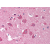 IHC - Brain, cortex: Formalin-Fixed Paraffin-Embedded (FFPE)