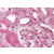 Figure 1. Immunohistochemical analysis of Formalin-Fixed Paraffin-Embedded Human Kidney tissue using AP07209PU-N at 5 µg/ml.