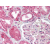 AP07210PU-N MMP10 antibody staining of Formalin-Fixed Paraffin-Embedded Human Kidney at 10 µg/ml