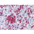 Spleen: Formalin-Fixed Paraffin-Embedded (FFPE)