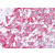 SOCS4 antibody Cat.-No AP07230PU-N staining of Formalin-Fixed Paraffin-Embedded Human Adrenal at 10 µg/ml after heat-induced antigen retrieval.