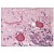 Figure 1. Formalin-Fixed Paraffin-Embedded (FFPE) on Brain, cerebellum.