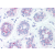 Formalin-Fixed Paraffin-Embedded Human Breast stained with PUMA Antibody Cat.-No AP07278PU-N at 10 µg/ml after heat-induced antigen retrieval.