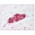 Figure 1. Formalin-Fixed Paraffin-Embedded (FFPE) on Prostate, Nerve.
