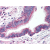 AP07359PU-N LRP8 antibody staining of Formalin-Fixed Paraffin-Embedded Human Lung, respiratory epithelium at 10 µg/ml followed by biotinylated goat anti-rabbit IgG secondary antibody, alkaline phosphatase-streptavidin and chromogen.