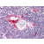 Thymus: Formalin-Fixed Paraffin-Embedded (FFPE)