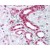Kidney: Formalin-Fixed Paraffin Embedded (FFPE)
