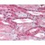 Figure 1. AP07454PU-N GLUT10 antibody staining of Formalin-Fixed Paraffin-Embedded Human Kidney.
