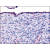 AP06982PU-N THRA antibody staining of Formalin-Fixed Paraffin-Embedded Human Surface Epithelium at 10 µg/ml followed by biotinylated Goat anti-Rabbit IgG secondary antibody LS-D1, Alkaline Phosphatase-Streptavidin and Chromogen.