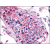 Testis: Formalin-Fixed Paraffin-Embedded (FFPE)