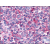 Small Intestine: Formalin-Fixed Paraffin-Embedded (FFPE)