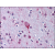 AP07068PU-N P2RY9/LPAR4 antibody staining of Formalin-Fixed Paraffin-Embedded Human Brain, cortex at 20 µg/ml followed by biotinylated Goat anti-Rabbit IgG secondary antibody, Alkaline Phosphatase-Streptavidin and Chromogen.