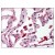 Figure 1. Formalin-Fixed Paraffin-Embedded (FFPE) on Lung, Alveolar Macrophages.