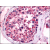Testis: Formalin-Fixed Paraffin-Embedded (FFPE)