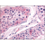 Testis: Formalin-Fixed Paraffin-Embedded (FFPE)