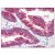Figure 1. Staining TLR5 in Prostate tissue by Immunohistochemistry using Formalin-Fixed Paraffin-Embedded (FFPE) tissue.