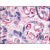 Placenta, fetal capillary endothelial cells: Formalin-Fixed Paraffin-Embedded (FFPE)