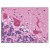 Figure 1. Staining VEGFR3 in Human Brain, Cerebellum by Immunohistochemistry using Formalin-Fixed Paraffin-Embedded (FFPE) tissue.