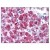 AP07838PU-N TLR3 antibody Staining of Formalin-Fixed Paraffin-Embedded Human Pancreas at 5 µg/ml followed by biotinylated goat anti-rabbit IgG secondary antibody, alkaline phosphatase-streptavidin and chromogen.