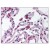 Figure 1. Staining TLR9 in Lung by Immunohistochemistry using Formalin-Fixed Paraffin-Embedded (FFPE) tissue.