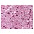 Figure 1. Staining Caspase-4 (CASP4) in Heart by Immunohistochemistry using Formalin-Fixed Paraffin-Embedded (FFPE) tissue.