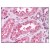 Figure 1. Staining BACE2 in Kidney by Immunohistochemistry using Formalin-Fixed Paraffin-Embedded (FFPE) tissue.